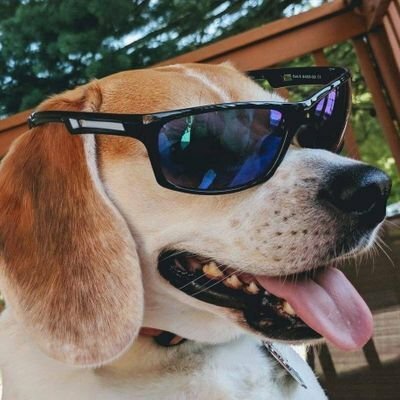 Gab profile picture for @Motley