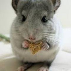 Gab profile picture for @Rodent
