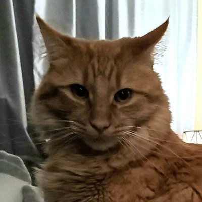 Gab profile picture for @Gnat