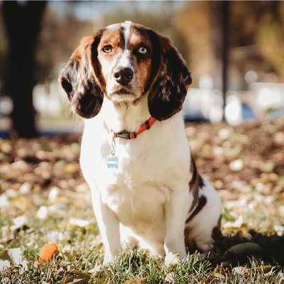 Gab profile picture for @Dogged