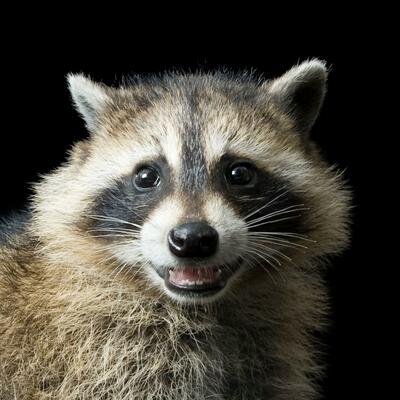 Gab profile picture for @firing