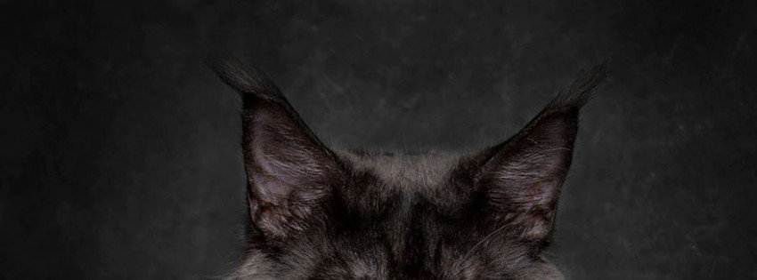 Gab banner for @nr