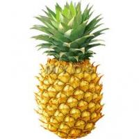 Gab profile picture for @Pineapple
