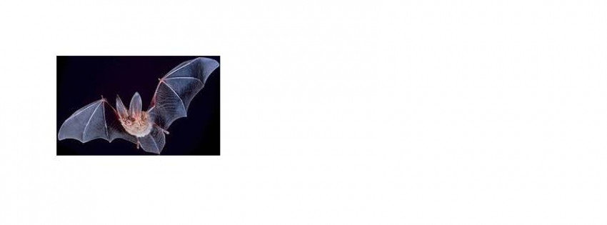 Gab banner for @Bats
