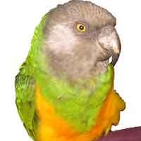 Gab profile picture for @Senegal