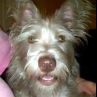 Gab profile picture for @Spinster