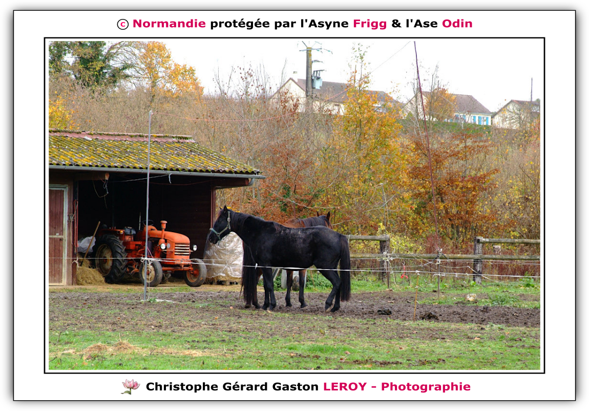 Chevaux sur la voie verte des platanes à L'Aigle 61300, Orne, Normandie, France Chevaux sur la voie verte des platanes à L'Aigle 61300, Orne, Normandie, France