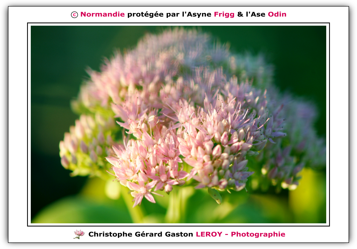 Carl Zeiss 100mm f/2 Makro-Planar T* - Fujifilm Finepix S3 Pro : L'Aigle - Pays D'Ouche - Orne - Normandie - Francce Carl Zeiss 100mm f/2 Makro-Planar T* - Fujifilm Finepix S3 Pro : L'Aigle - Pays D'Ouche - Orne - Normandie - Francce