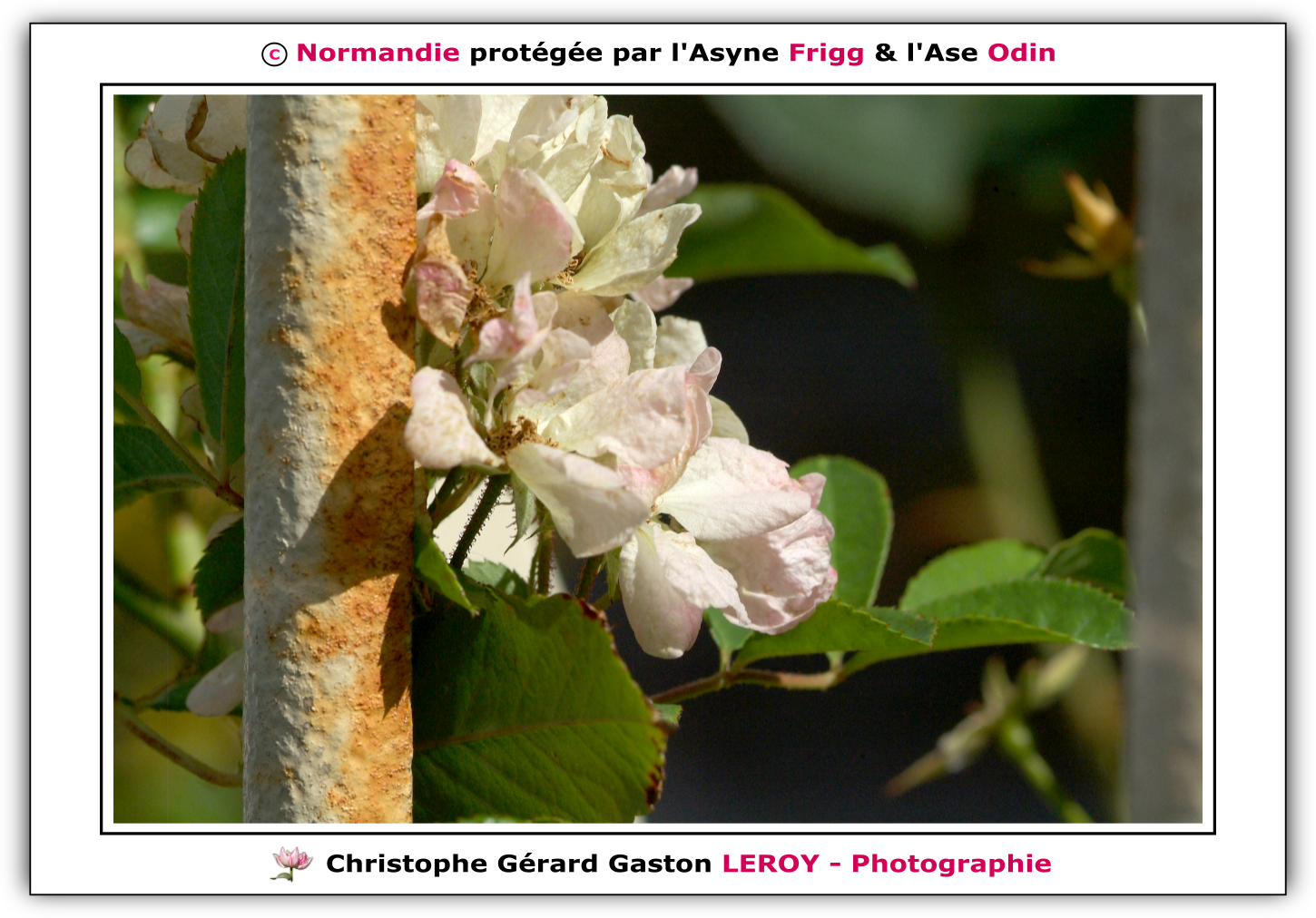 Carl Zeiss 100mm f/2 Makro-Planar T* - Fujifilm Finepix S3 Pro : L'Aigle - Pays D'Ouche - Orne - Normandie - Francce Carl Zeiss 100mm f/2 Makro-Planar T* - Fujifilm Finepix S3 Pro : L'Aigle - Pays D'Ouche - Orne - Normandie - Francce