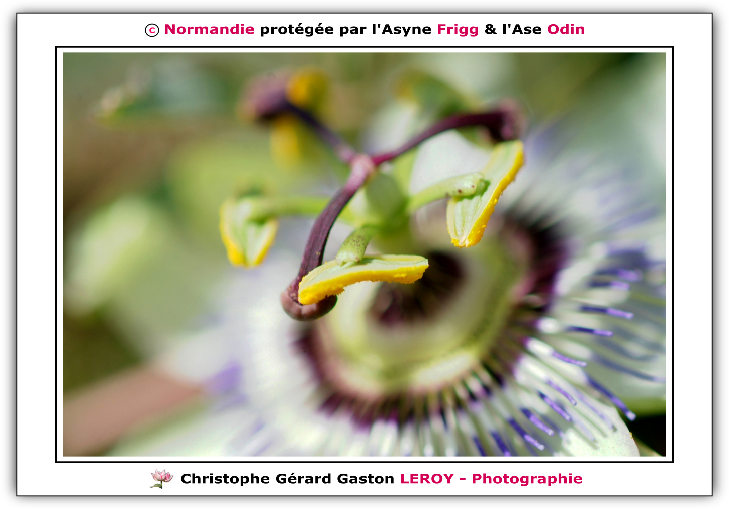 Fujifilm Finepix S3 Pro - Carl Zeiss 100mm f/2 - Makro-Planar T* ZF : Passiflore - L'Aigle Pays D'Ouche - Orne - Normandie - France Fujifilm Finepix S3 Pro - Carl Zeiss 100mm f/2 - Makro-Planar T* ZF : Passiflore - L'Aigle Pays D'Ouche - Orne - Normandie - France