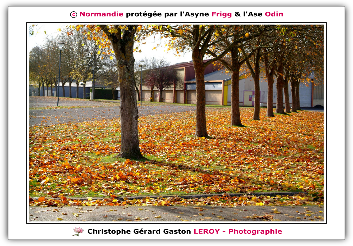 Arbres en Automne au Gru à L'Aigle 61300, Orne, Normandie, France Arbres en Automne au Gru à L'Aigle 61300, Orne, Normandie, France
