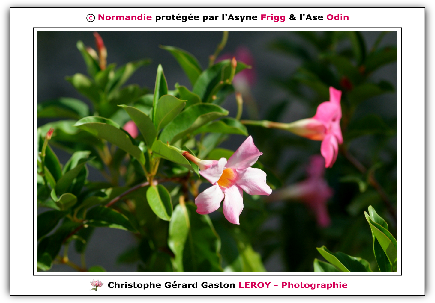 Carl Zeiss 100mm f/2 Makro-Planar T* - Fujifilm Finepix S3 Pro : L'Aigle - Pays D'Ouche - Orne - Normandie - Francce Carl Zeiss 100mm f/2 Makro-Planar T* - Fujifilm Finepix S3 Pro : L'Aigle - Pays D'Ouche - Orne - Normandie - Francce