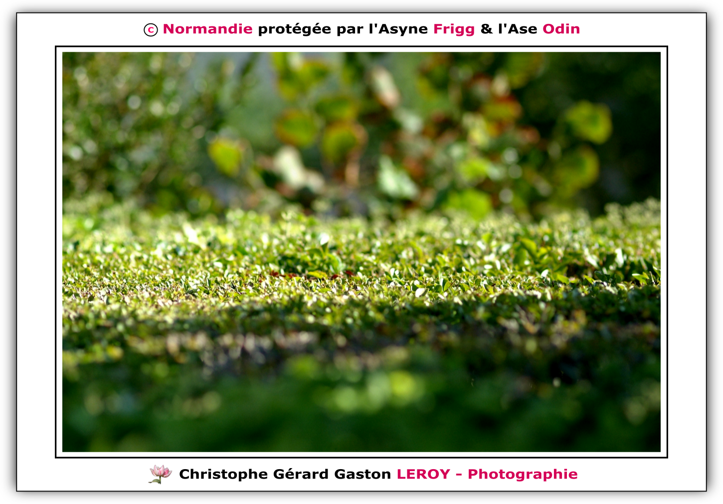Carl Zeiss 100mm f/2 Makro-Planar T* - Fujifilm Finepix S3 Pro : L'Aigle - Pays D'Ouche - Orne - Normandie - Francce Carl Zeiss 100mm f/2 Makro-Planar T* - Fujifilm Finepix S3 Pro : L'Aigle - Pays D'Ouche - Orne - Normandie - Francce
