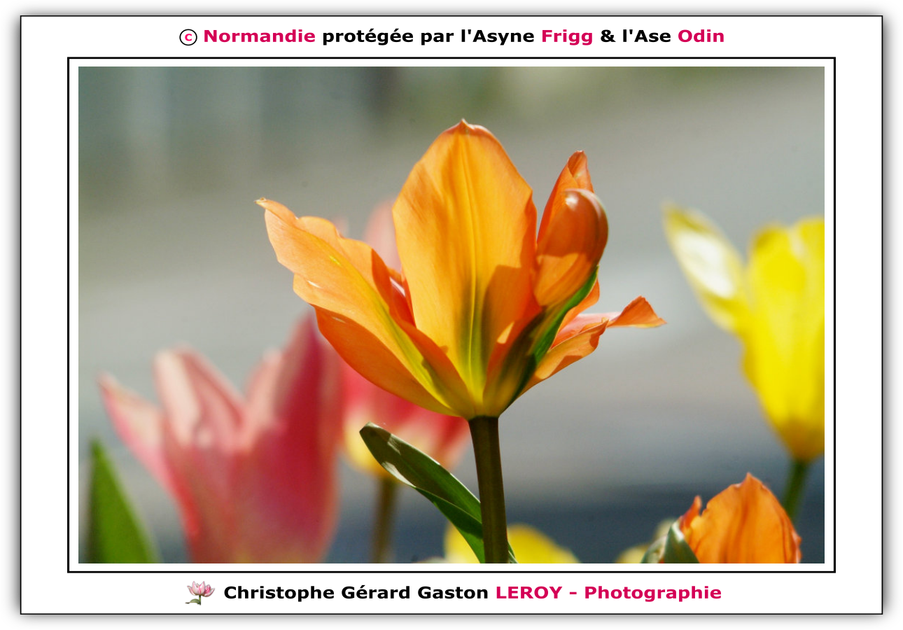 Photos - Fleurs - Tulipes à L'Aigle - Orne - Normandie Photos - Fleurs - Tulipes à L'Aigle - Orne - Normandie