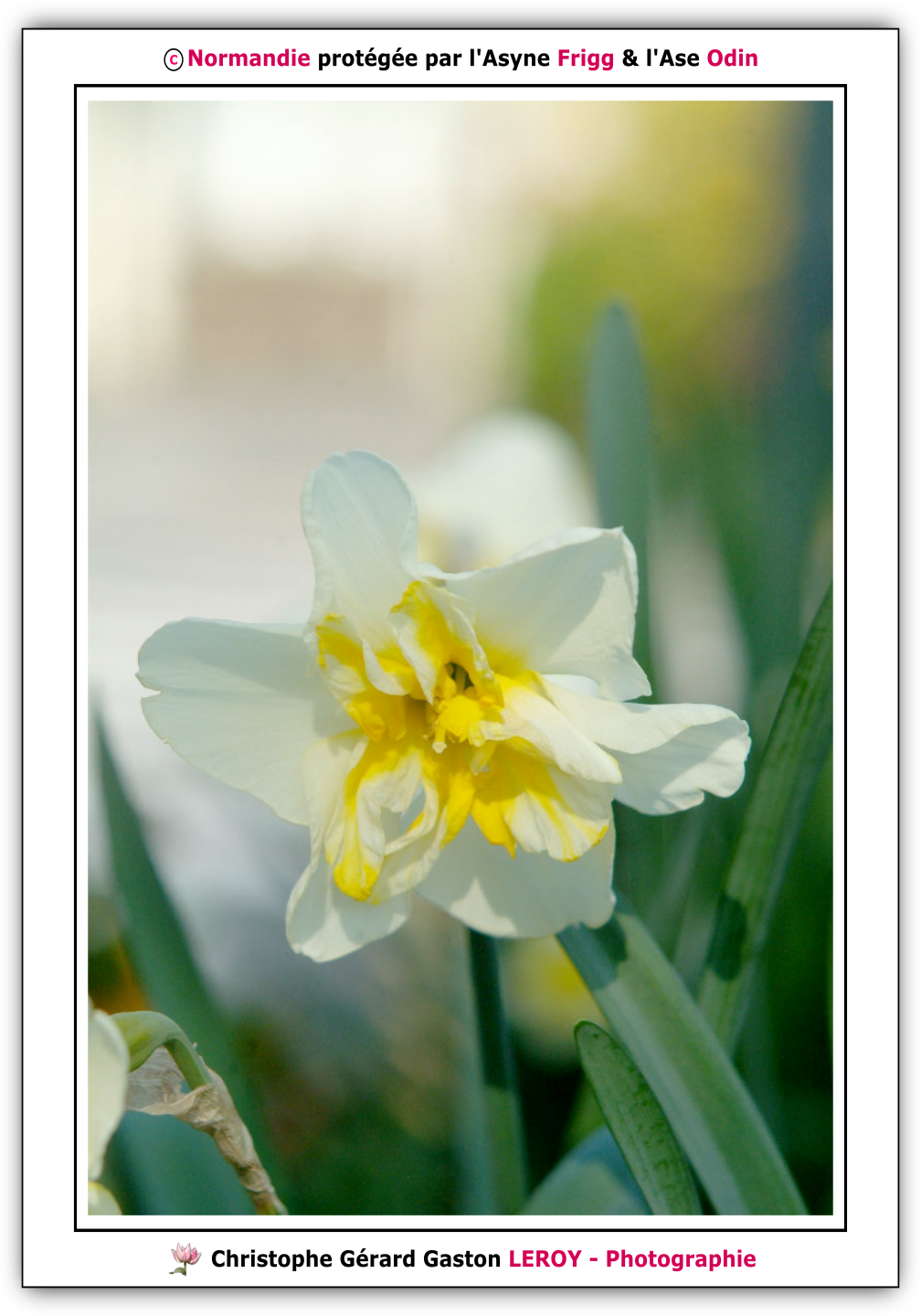Synoptique n°9 : Fleurs - Jonquille - Balade dans L'Aigle le jour du printemps 2026 - Suite 16 Synoptique n°9 : Fleurs - Jonquille - Balade dans L'Aigle le jour du printemps 2026 - Suite 16