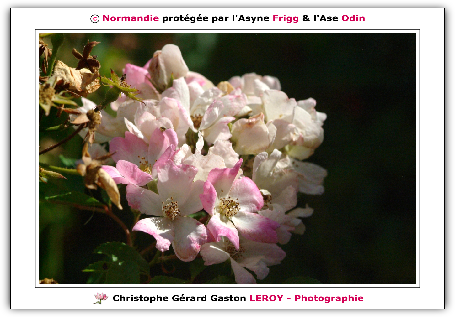 Carl Zeiss 100mm f/2 Makro-Planar T* - Fujifilm Finepix S3 Pro : L'Aigle - Pays D'Ouche - Orne - Normandie - Francce Carl Zeiss 100mm f/2 Makro-Planar T* - Fujifilm Finepix S3 Pro : L'Aigle - Pays D'Ouche - Orne - Normandie - Francce