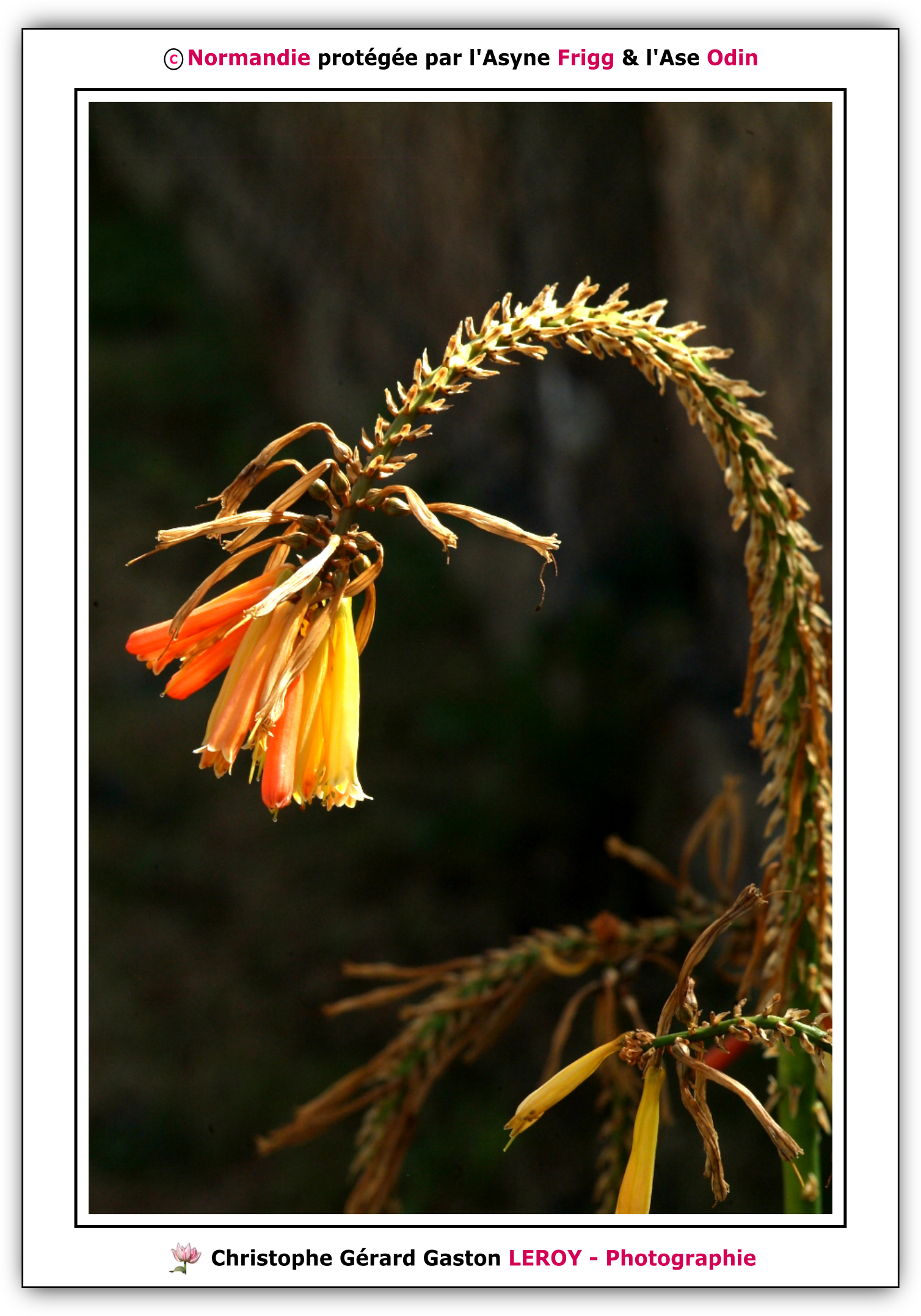 Photos - Macro - Fleurs - Orange,Carl Zeiss 100mm f/2 Makro-Planar T* Photos - Macro - Fleurs - Orange, Carl Zeiss 100mm f/2 Makro-Planar T*