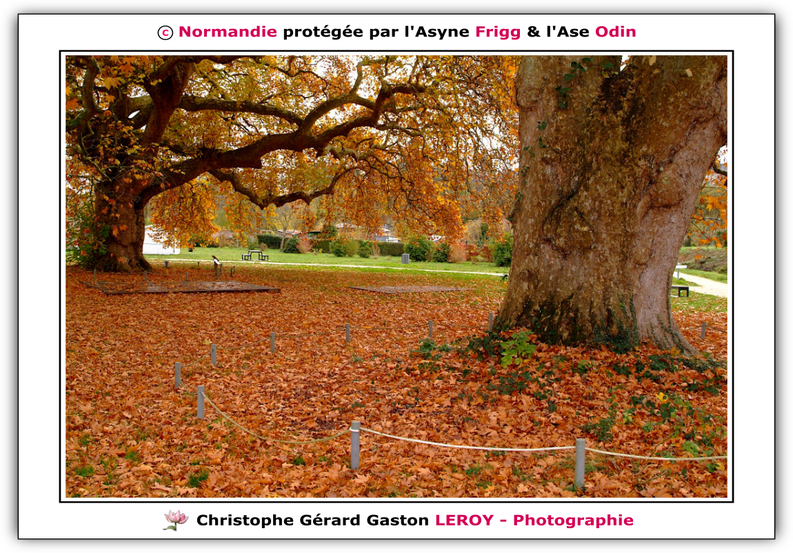Arbres les Platanes en Automne au Gru à L'Aigle 61300, Orne, Normandie, France Arbres les platanes en Automne au Gru à L'Aigle 61300, Orne, Normandie, France