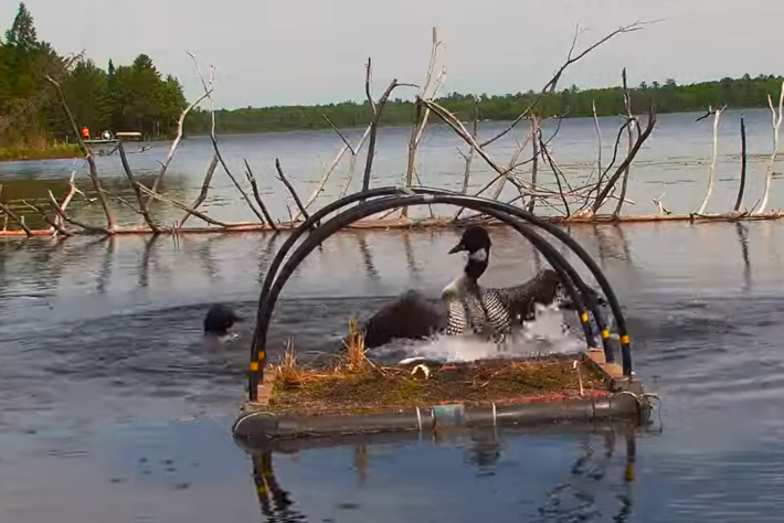 Loon Rising Mn 2026 LOONS, Minnesota