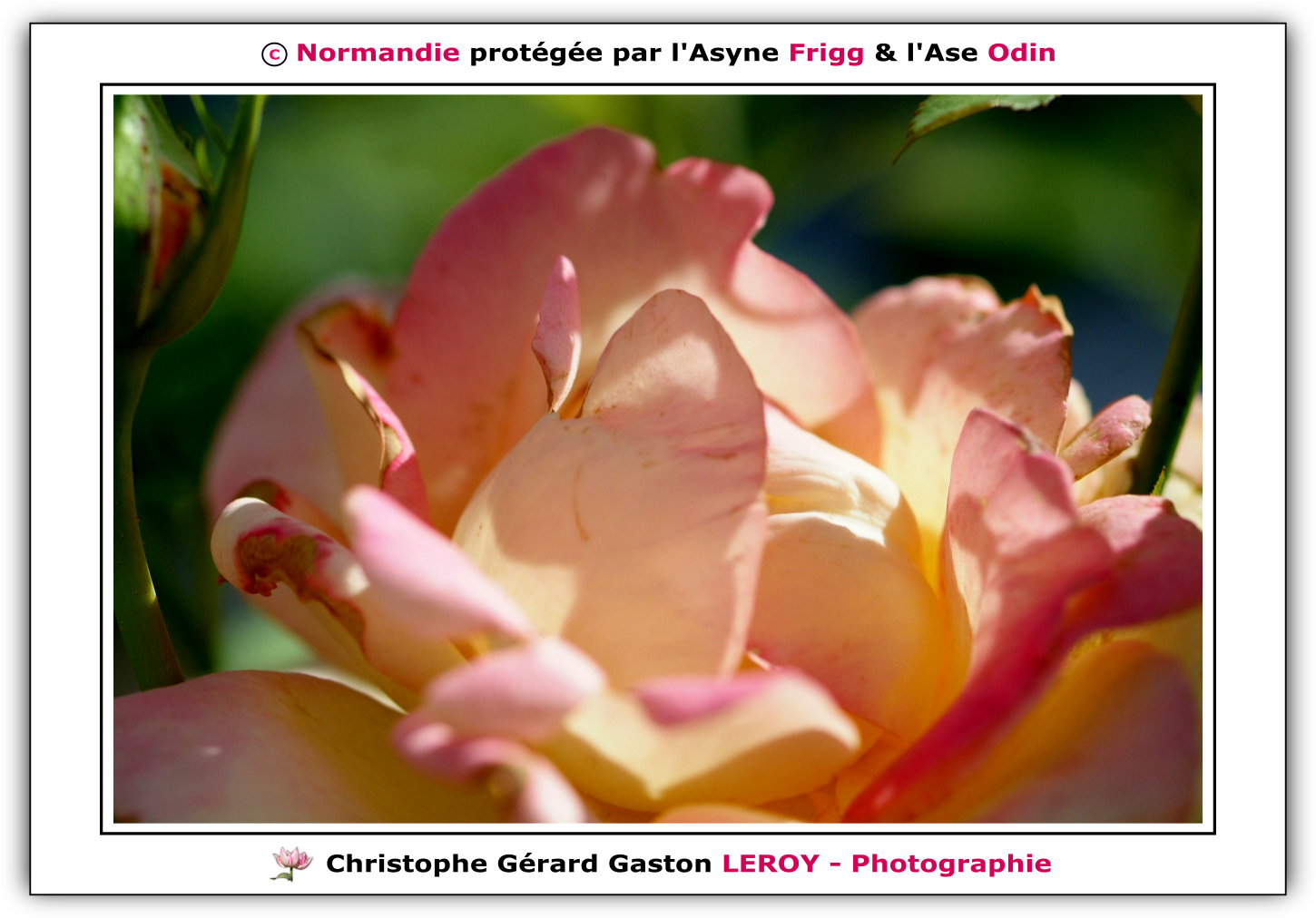 Carl Zeiss 100mm f/2 Makro-Planar T* - Fujifilm Finepix S3 Pro : L'Aigle - Pays D'Ouche - Orne - Normandie - Francce Carl Zeiss 100mm f/2 Makro-Planar T* - Fujifilm Finepix S3 Pro : L'Aigle - Pays D'Ouche - Orne - Normandie - Francce