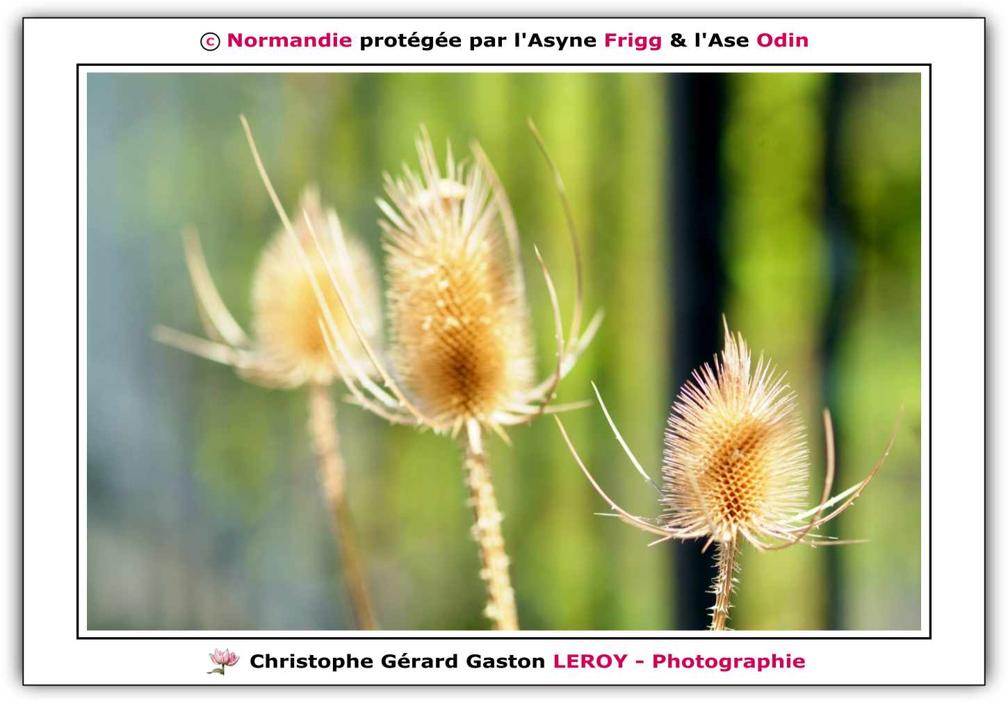 Carl Zeiss 100mm f/2 Makro-Planar T* - Fujifilm Finepix S3 Pro : L'Aigle - Pays D'Ouche - Orne - Normandie - Francce Carl Zeiss 100mm f/2 Makro-Planar T* - Fujifilm Finepix S3 Pro : L'Aigle - Pays D'Ouche - Orne - Normandie - Francce