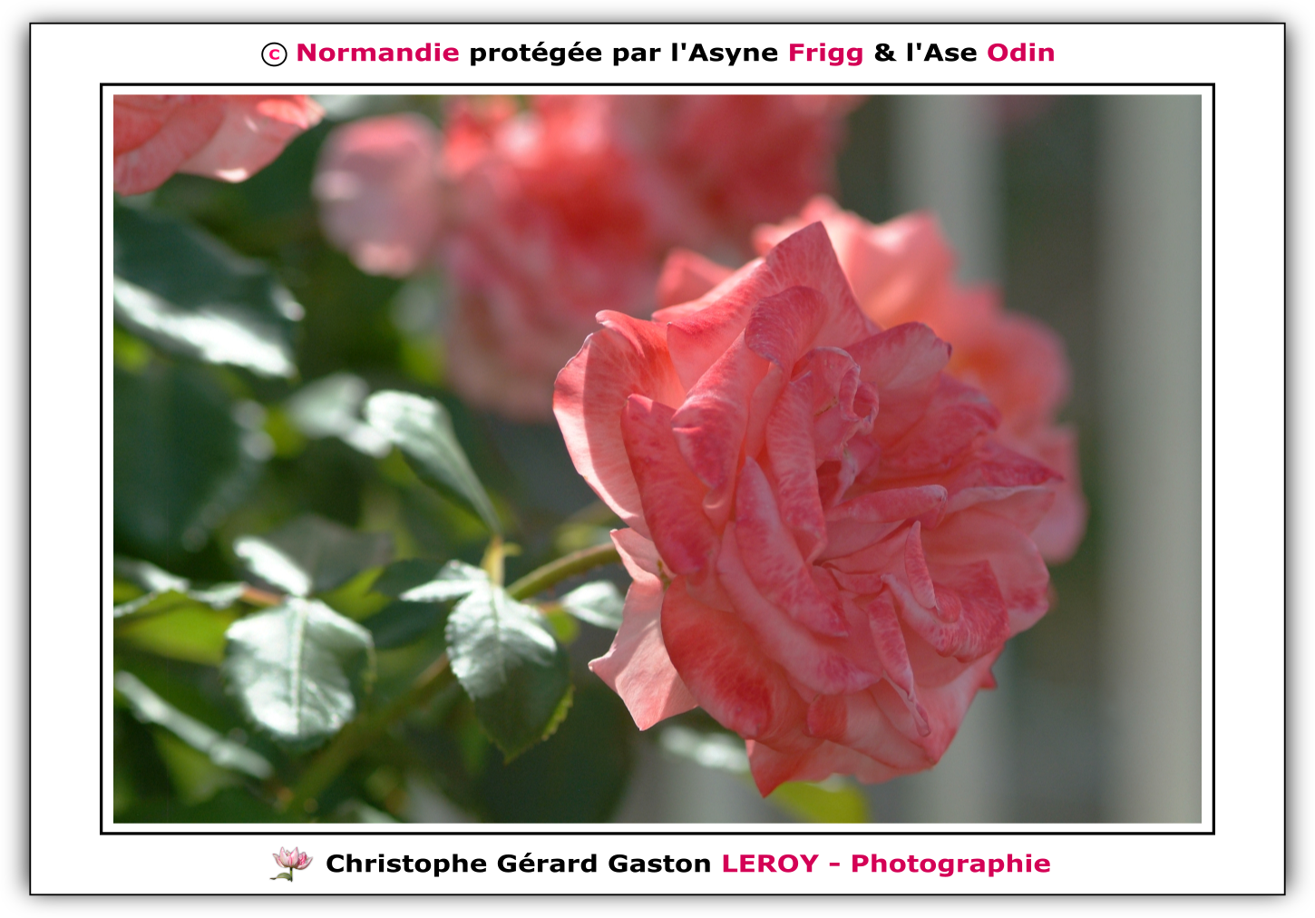 Carl Zeiss 100mm f/2 Makro-Planar T* - Fujifilm Finepix S3 Pro : L'Aigle - Pays D'Ouche - Orne - Normandie - Francce Carl Zeiss 100mm f/2 Makro-Planar T* - Fujifilm Finepix S3 Pro : L'Aigle - Pays D'Ouche - Orne - Normandie - Francce