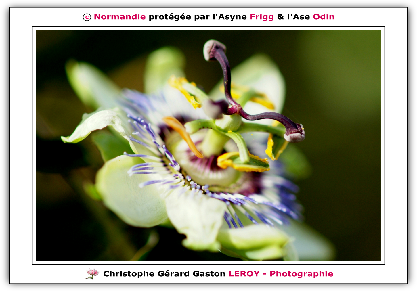 Carl Zeiss 100mm f/2 Makro-Planar T* - Fujifilm Finepix S3 Pro : L'Aigle - Pays D'Ouche - Orne - Normandie - Francce Carl Zeiss 100mm f/2 Makro-Planar T* - Fujifilm Finepix S3 Pro : L'Aigle - Pays D'Ouche - Orne - Normandie - Francce