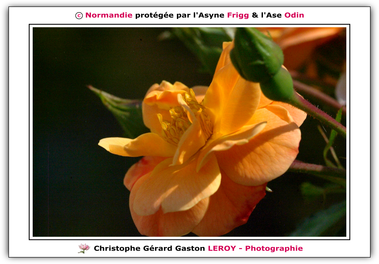 Carl Zeiss 100mm f/2 Makro-Planar T* - Fujifilm Finepix S3 Pro : L'Aigle - Pays D'Ouche - Orne - Normandie - Francce Carl Zeiss 100mm f/2 Makro-Planar T* - Fujifilm Finepix S3 Pro : L'Aigle - Pays D'Ouche - Orne - Normandie - Francce