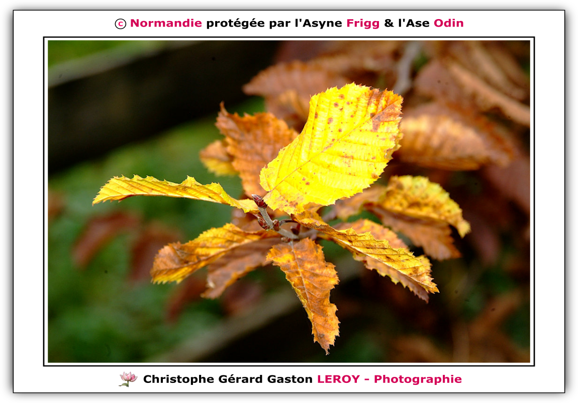 Feuilles d'Automne à L'Aigle 61300, Orne, Normandie, France Feuilles d'Automne à L'Aigle 61300, Orne, Normandie, France