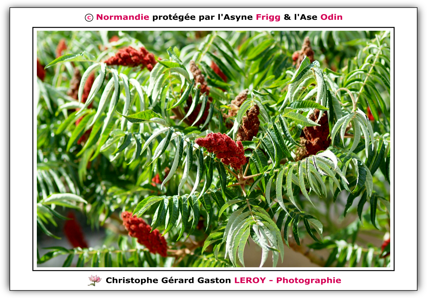 Carl Zeiss 100mm f/2 Makro-Planar T* - Fujifilm Finepix S3 Pro : L'Aigle - Pays D'Ouche - Orne - Normandie - Francce Carl Zeiss 100mm f/2 Makro-Planar T* - Fujifilm Finepix S3 Pro : L'Aigle - Pays D'Ouche - Orne - Normandie - Francce