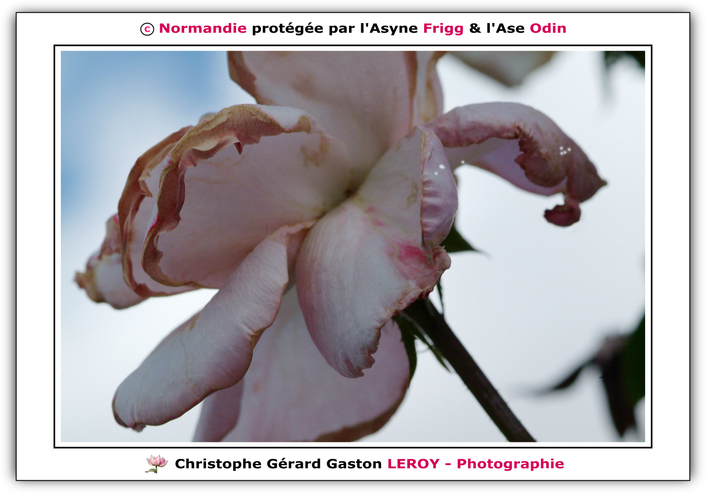 Carl Zeiss 100mm f/2 Makro-Planar T* - Fujifilm Finepix S3 Pro : L'Aigle - Pays D'Ouche - Orne - Normandie - Francce Carl Zeiss 100mm f/2 Makro-Planar T* - Fujifilm Finepix S3 Pro : L'Aigle - Pays D'Ouche - Orne - Normandie - Francce