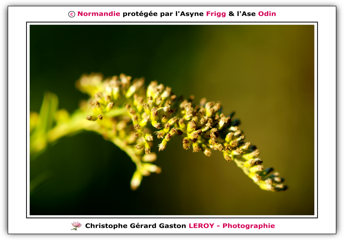 Carl Zeiss 100mm f/2 Makro-Planar T* - Fujifilm Finepix S3 Pro : L'Aigle - Pays D'Ouche - Orne - Normandie - Francce Carl Zeiss 100mm f/2 Makro-Planar T* - Fujifilm Finepix S3 Pro : L'Aigle - Pays D'Ouche - Orne - Normandie - Francce
